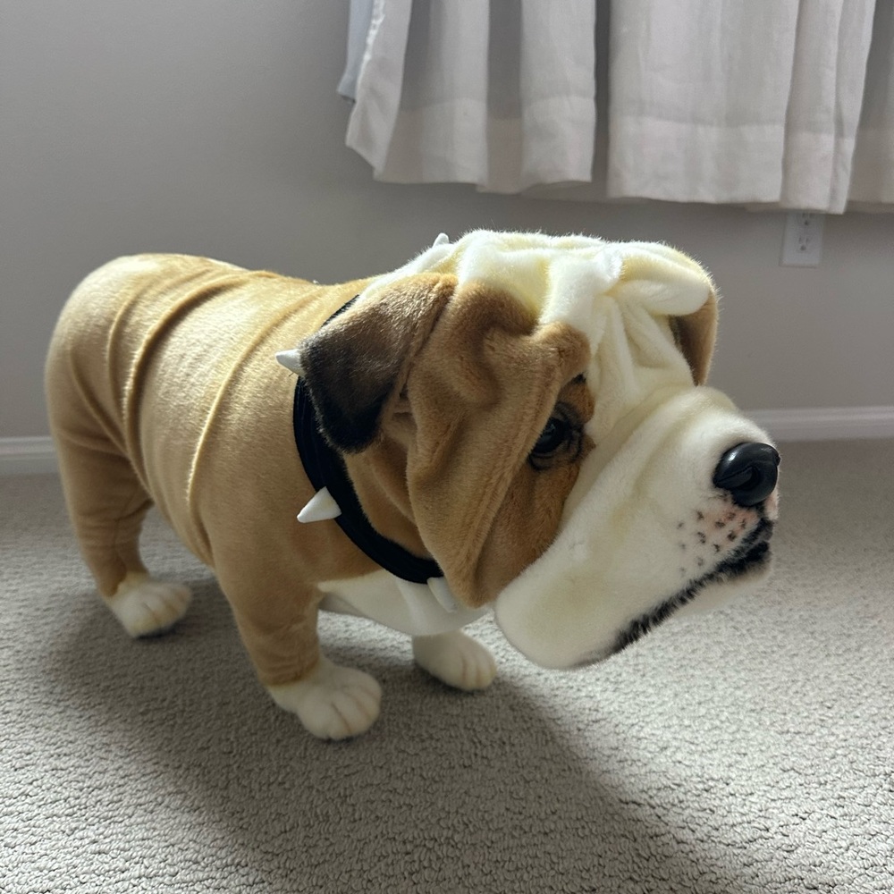 Odin Parker Bulldog - Picture 7 of 7